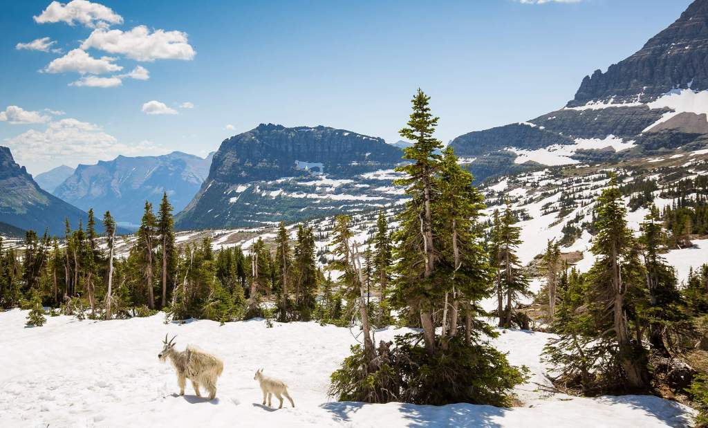 Glacier National Park Hidden Lake Trail Snow Wander with Tom Travel Blog - 56