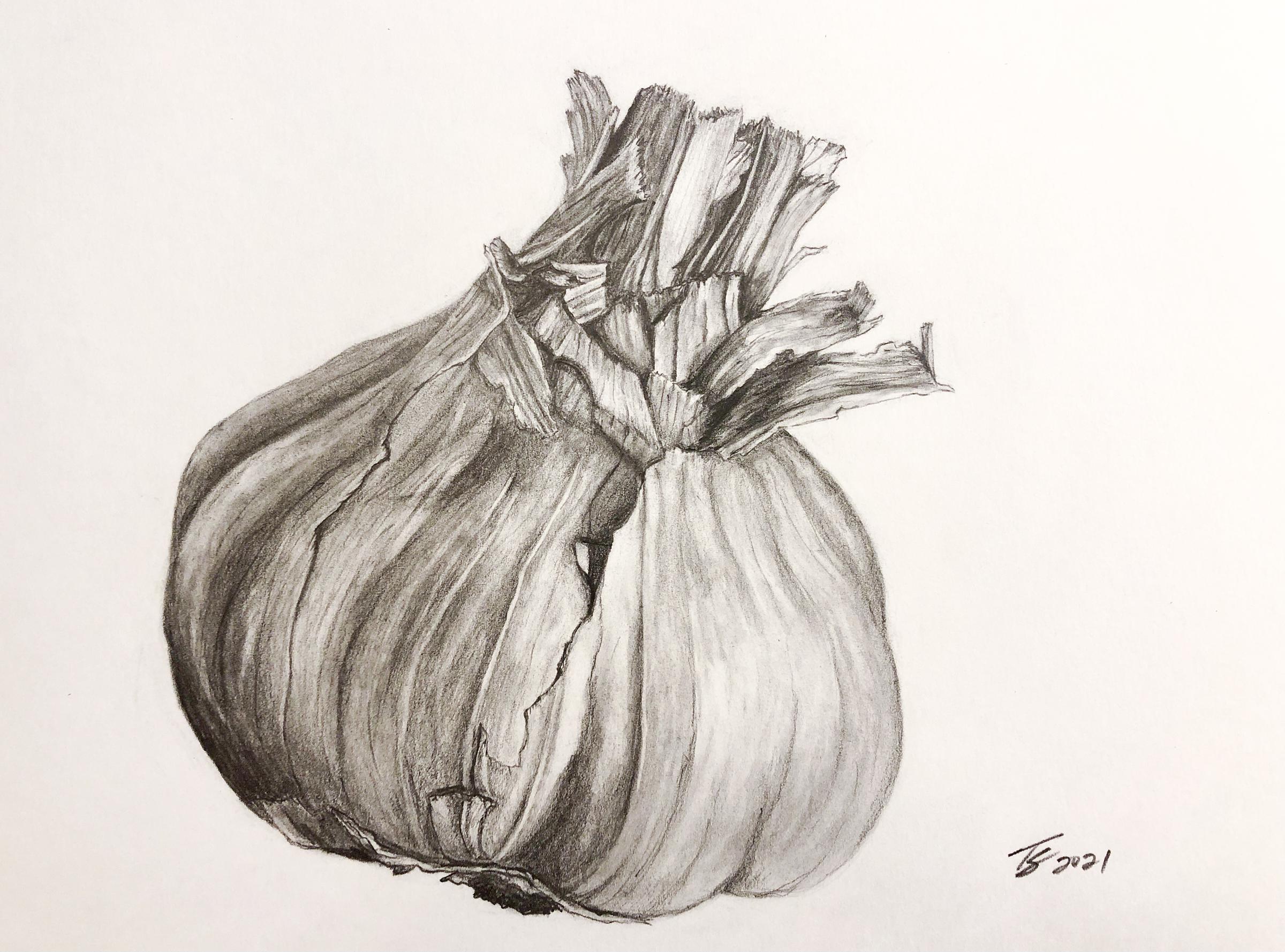 head of garlic pencil drawing Tom Schmidt