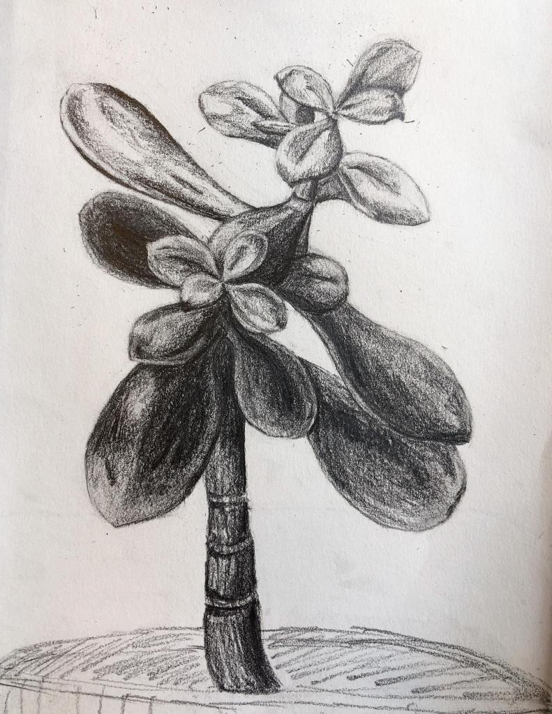 succulent pencil drawing tom schmidt