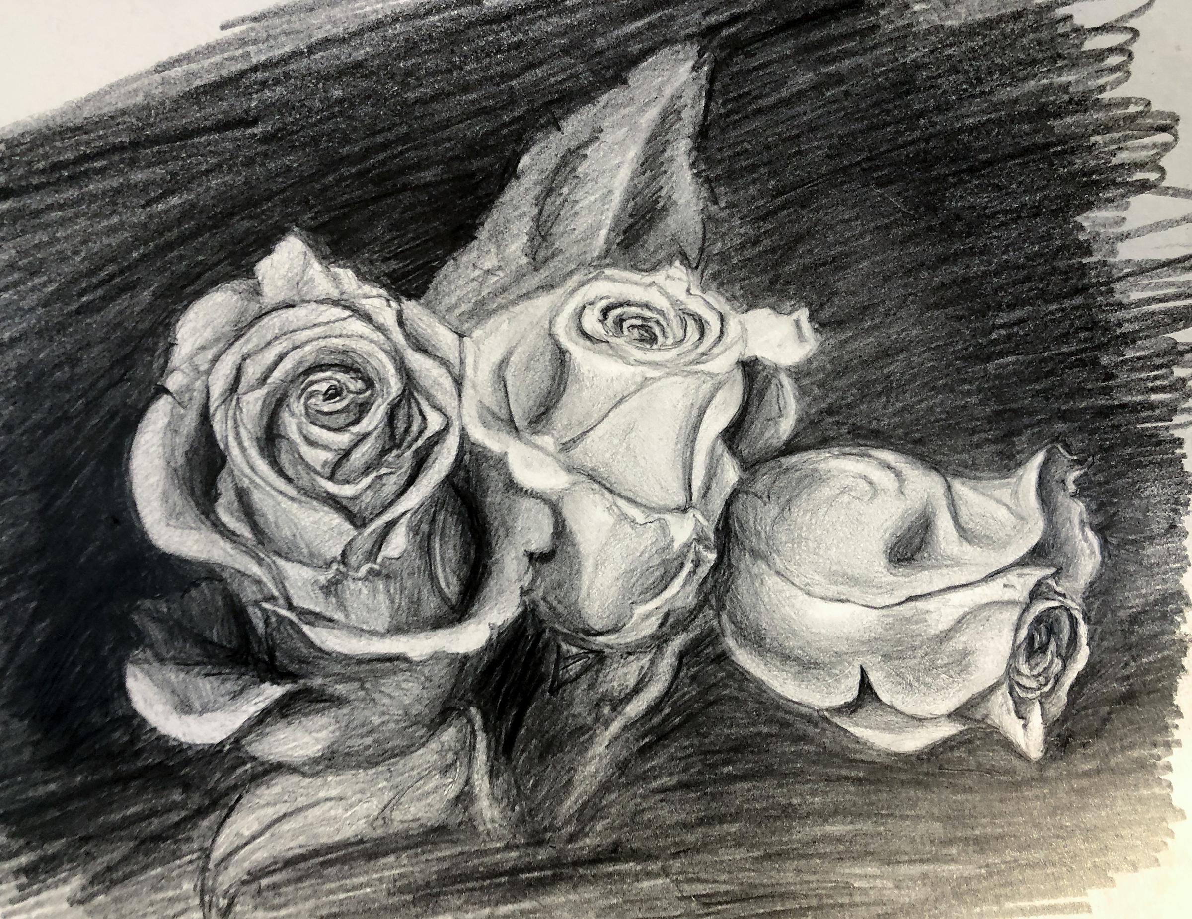 pencil drawing of 3 roses by Tom Schmidt