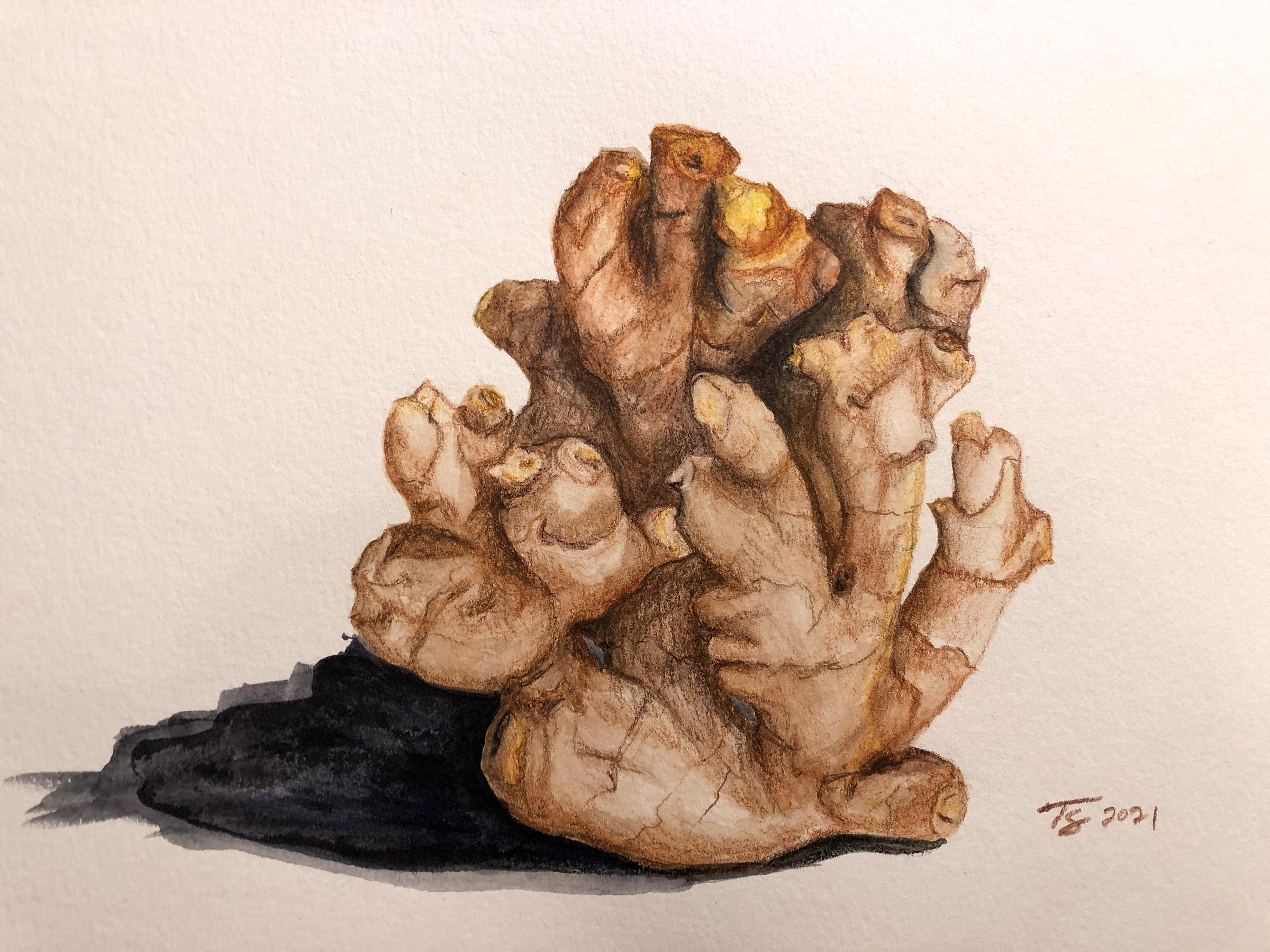 Watercolor pencil drawing of ginger root