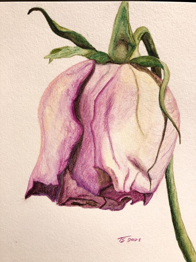 wilting pink rose watercolor pencil drawing
