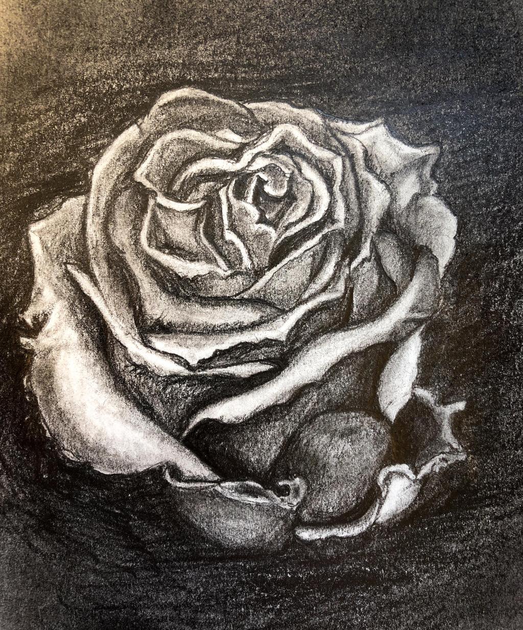 Birthday Rose on Dark Background – March 2021